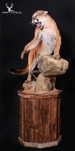 Mountain Lion, open mouth aggressive, upward climb onto boulder, left turn to swipe - Lifesize floor pedestal w/habitat 